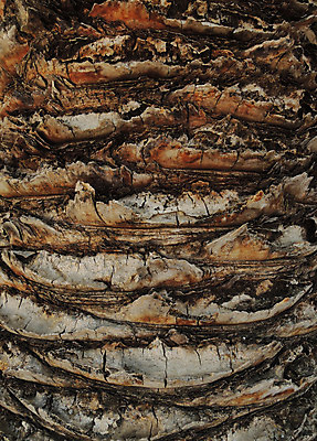 포토 JPG 해외이미지 나무 식물 줄기 백그라운드 컨셉 꽃무늬 패턴 자연 표면 날씨 추상 프레임 건조 손바닥 사람없음 목재 세로 여름 갈색 정원 힘 사막 껍질 뜨거움 거친 가득함 묘사 유기농 질감 모자이크 나무껍질 원뿔 내추럴 옛날 울퉁불퉁 노화 해외202004 해외포토 도형 손 웰빙 계절 꽃 컬러 무늬 재료 생태계 파일형식 이미지허브