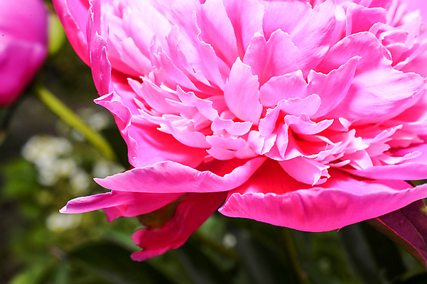 포토 JPG 해외이미지 식물 꽃잎 꽃 행복 분홍색 꽃다발 백그라운드 잎 꽃무늬 자연 추상 사랑 사람없음 장식 여름 장미 머리 보라색 봄 기쁨 수확 벚꽃 흰색 신선 개화 다발 묘사 심플 엽서 부드러움 작약 파스텔톤 해외202004 해외포토 계절 감정 컬러 무늬 농업 신체부위 감각 편지 생태계 파일형식 이미지허브