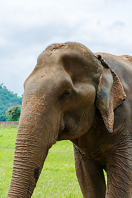 포토 JPG 해외이미지 동물 공원 아시아 야생동물 여행 포유류 가족 태국 자연 코끼리 안전 동양인 사람없음 야외 초록색 머리 환경 힘 회색 아기 행운 황무지 숲 큼 피부 상아 북쪽 내추럴 돌봄 전국 해외202004 해외포토 공공시설 나라 컬러 컨셉 관계 모션 사람 인종 신체부위 크기 방향 생태계 파일형식 이미지허브