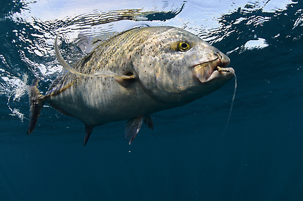 포토 JPG 해외이미지 동물 바다 낚시 어류 사람없음 물 수중 잡기 고리 태평양 해외202004 해외포토 자연요소 모션 레저 수중동물 파일형식 이미지허브