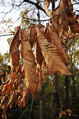 포토 JPG 해외이미지 나무 식물 백그라운드 잎 농업 과일 풍경 사람없음 야외 빨간색 초록색 컬러풀 햇빛 노란색 맑음 이탈리아 활발 가을 시골 맛 11월 그림 10월 해외202004 해외포토 계절 유럽 산업 컬러 컨셉 날씨 태양 날짜 파일형식 이미지허브