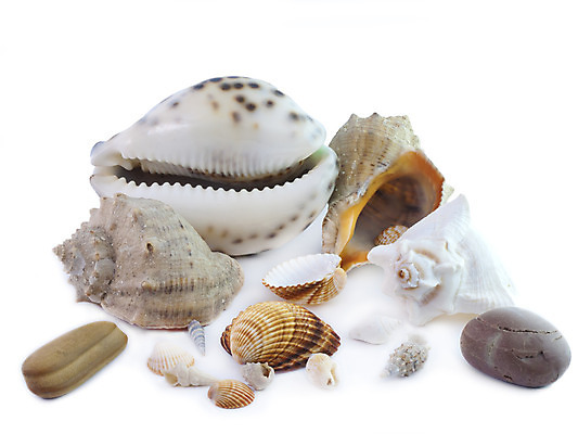 포토 JPG 해외이미지 모양 야생동물 바다 자연 조개 연체동물 나선형 사람없음 물 세트 껍질 산호 소라 수집 오브젝트 질감 기념품 가리비 대서양 고립 이국적 많음 세련 해외202004 해외포토 자연요소 동물 컨셉 무늬 어패류 무척추동물 자포동물 생태계 파일형식 이미지허브