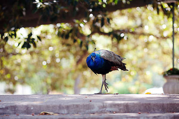 포토 JPG 해외이미지 동물 전통 응시 공원 남자 야생동물 패턴 자연 조류 기술 동물원 사람없음 가로 초록색 파란색 머리 걷기 축제 활발 의식 공작 깃털 어깨 꼬리 부리 보여주기 꿩 짝짓기 멀티 이국적 해외202004 해외포토 시선 공공시설 컬러 컨셉 무늬 모션 사람 신체부위 생태계 파일형식 이미지허브
