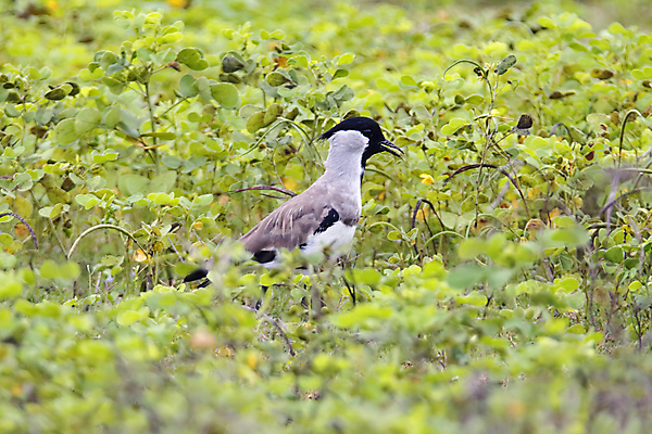 포토 JPG 해외이미지 나무 동물 여자 남자 아시아 얼굴 야생동물 백그라운드 날개 자연 조류 사람없음 야외 목재 가로 초록색 강 컬러풀 머리 환경 나뭇가지 막대기 닫기 숲 깃털 꼬리 부리 서식지 생태학 이국적 해외202004 해외포토 식물 교육 나라 컬러 재료 모션 사람 신체부위 생태계 파일형식 이미지허브