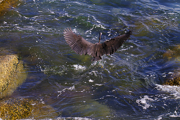 포토 JPG 해외이미지 동물 공원 호수 야생동물 여행 잎 날개 자연 조류 사람없음 야외 초록색 물 여름 평화 환경 흰색 연못 만 황무지 습지 큼 땅 왜가리 깃털 부리 캘리포니아 태평양 목 서식지 내추럴 단아함 동물상 생태학 해외202004 해외포토 자연요소 식물 계절 공공시설 교육 바다 컬러 컨셉 신체부위 조형물 미국 크기 생태계 파일형식 이미지허브