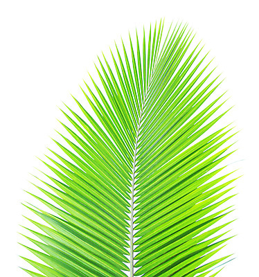 포토 JPG 해외이미지 나무 백그라운드 잎 손바닥 사람없음 초록색 나뭇가지 싱글 코코넛 고립 해외202004 해외포토 식물 손 컬러 과일 파일형식 이미지허브