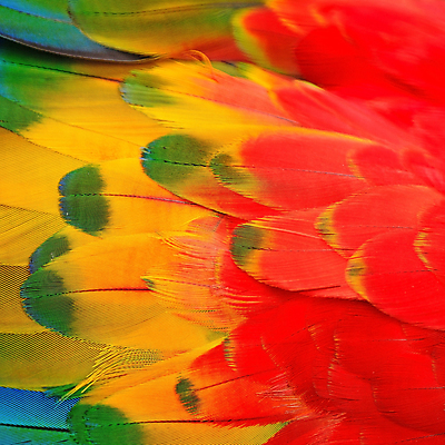 포토 JPG 해외이미지 동물 야생동물 백그라운드 무지개 패턴 자연 조류 추상 사람없음 빨간색 파란색 컬러풀 노란색 깃털 묘사 질감 앵무새 진홍색 이국적 해외202004 해외포토 자연요소 컬러 무늬 생태계 파일형식 이미지허브