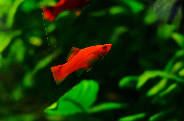 포토 JPG 해외이미지 식물 야생동물 바다 백그라운드 자연 어류 풍경 사람없음 초록색 물 파란색 컬러풀 세계 바닷속 수중 줄무늬 거품 투명 해조류 산호 큼 장어 다이빙 꼬리 상어 암초 수족관 해파리 석호 스펀지 내추럴 광 깊이 소금물 평야 해외202004 해외포토 자연요소 동물 컬러 무늬 수영 수중동물 해양식물 자포동물 크기 생태계 수중스포츠 파일형식 이미지허브