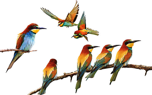 포토 JPG 해외이미지 동물 유럽 야생동물 백그라운드 아프리카 자연 조류 사람없음 초록색 반려동물 세트 컬러풀 환경 흰색 나뭇가지 관찰 황무지 닫기 수집 사파리 질감 생물학 부리 앵무새 육식동물 철새 고립 동물상 섬광 이국적 잉꼬 집게발 해외202004 해외포토 나무 교육 나라 컬러 모션 조형물 생태계 파일형식 이미지허브