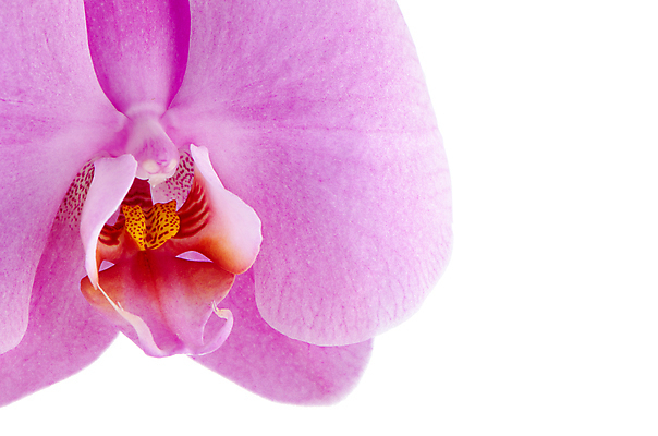 포토 JPG 해외이미지 꽃잎 실내 근접촬영 사람없음 흰배경 호접란 해외202004 해외포토 꽃 뷰포인트 백그라운드 내부 흰색 파일형식 이미지허브