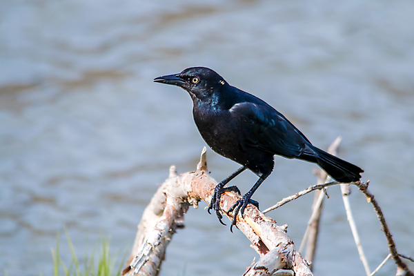 포토 JPG 해외이미지 주간 한마리 해외풍경 바다 조류 사람없음 야외 아웃포커스 미국 나뭇가지 캘리포니아 해외202004 해외포토 자연요소 나무 동물 1 해외 북아메리카 촬영기법 풍경 파일형식 이미지허브