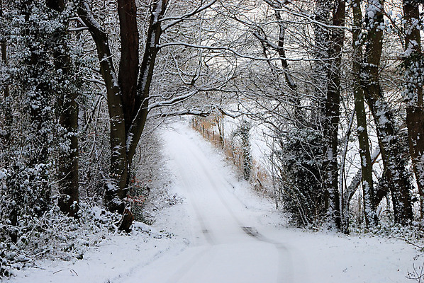 포토 JPG 해외이미지 나무 길 겨울 잉글랜드 사람없음 추위 시골 위험 해외202004 해외포토 식물 계절 컨셉 영국 파일형식 이미지허브