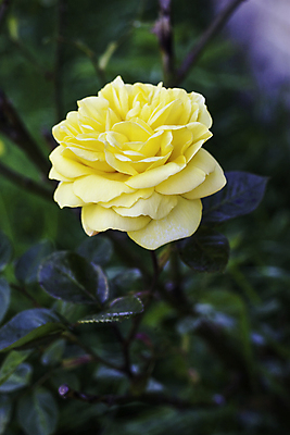 포토 JPG 해외이미지 식물 꽃잎 꽃 백그라운드 잎 꽃무늬 사람없음 야외 장식 장미 노란색 정원 성장 벚꽃 달콤 싱글 원예 향기 완벽 세련 해외202004 해외포토 컬러 컨셉 무늬 취미 맛 냄새 파일형식 이미지허브