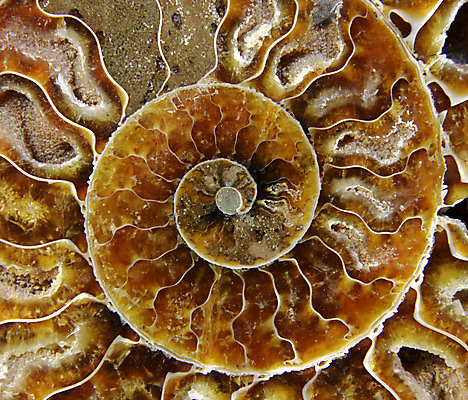 포토 JPG 해외이미지 바다 백그라운드 자연 표면 조개 나선형 갑각류 사람없음 가로 껍질 바위 닫기 보석 묘사 회의실 질감 화석 내추럴 감싸기 앵무조개 지질학 해외202004 해외포토 동물 교육 무늬 모션 어패류 돌_바위 광석 생태계 파일형식 이미지허브