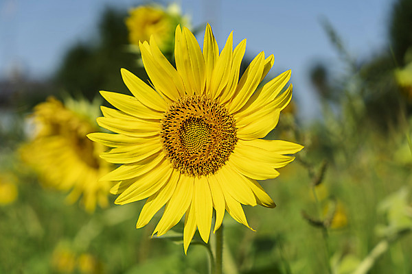 포토 JPG 해외이미지 식물 계절 꽃잎 꽃 백그라운드 잎 꽃무늬 밭 농업 오렌지 자연 하늘 해바라기 씨앗 풍경 사람없음 야외 초록색 여름 파란색 농작물 컬러풀 햇빛 태양 농장 노란색 정원 맑음 봄 활발 성장 벚꽃 시골 개화 유기농 꽃가루 내추럴 밭일 해외202004 해외포토 자연요소 웰빙 산업 컬러 컨셉 무늬 과일 날씨 가루 생태계 파일형식 이미지허브