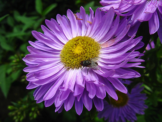 포토 JPG 해외이미지 식물 꽃잎 꽃 지구 줄기 곤충 잎 밭 날개 발 선물 사람없음 빨간색 초록색 여름 정원 가을 생일 냄새 아로마 화단 꽃가루 꿀 막자 해외202004 해외포토 동물 계절 기념일 컬러 농업 신체부위 가루 파일형식 이미지허브