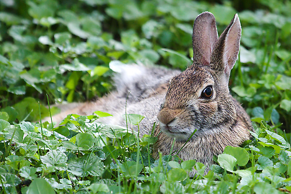 포토 JPG 해외이미지 행복 야생동물 포유류 발 자연 서기 사람없음 갈색 평화 봄 흰색 토끼 잡초 선탠 모피 먹기 배고픔 귀 잭 해외202004 해외포토 식물 동물 계절 감정 컬러 컨셉 모션 신체부위 반려동물 생태계 파일형식 이미지허브