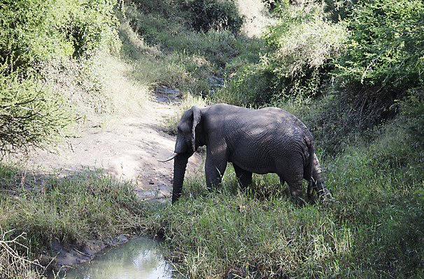 포토 JPG 해외이미지 동물 야생동물 여행 포유류 아프리카 자연 코끼리 사람없음 물 강 걷기 오픈 황무지 큼 위협 사파리 귀 건너기 남아프리카 해외202004 해외포토 자연요소 나라 모션 신체부위 크기 생태계 파일형식 이미지허브