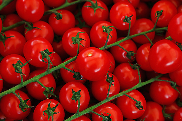 포토 JPG 해외이미지 음식 토마토 채소 건강 사람없음 빨간색 초록색 수확 나뭇가지 신선 체리 시장 닫기 농부 작음 다발 먹기 각도 소매 많음 해외202004 해외포토 나무 직업 컬러 컨셉 농업 과일 모션 크기 파일형식 이미지허브