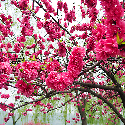 포토 JPG 해외이미지 나무 식물 꽃 호수 분홍색 꽃무늬 밭 자연 풍경 사람없음 야외 장식 초록색 컬러풀 햇빛 정원 중국 봄 안개 벚꽃 나뭇가지 개화 과수원 원예 복숭아 먼지 살구 해외202004 해외포토 계절 아시아 컬러 무늬 농업 과일 날씨 취미 태양 생태계 파일형식 이미지허브