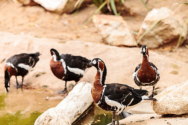 포토 JPG 해외이미지 호수 조류 사람없음 수영 습지 깃털 거위 물새 해외202004 해외포토 동물 수상스포츠 파일형식 이미지허브