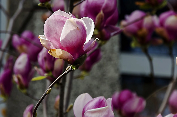 포토 JPG 해외이미지 식물 계절 꽃잎 꽃 농업 사람없음 야외 빨간색 초록색 정원 봄 벚꽃 흰색 시골 개화 목련 불가리아 해외202004 해외포토 산업 컬러 파일형식 남유럽 이미지허브