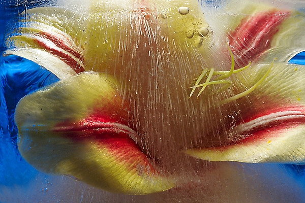 포토 JPG 해외이미지 식물 꽃 자연 사람없음 가로 빨간색 노란색 냉동 얼음 블록 거품 추위 신선 투명 상쾌 꽃수술 해외202004 해외포토 자연요소 감정 컬러 생태계 파일형식 이미지허브