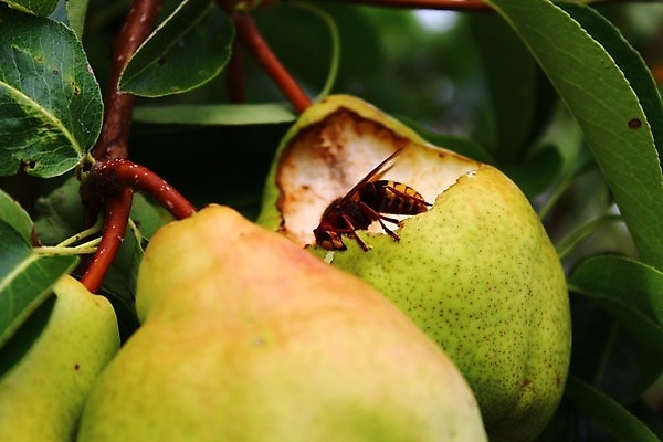 포토 JPG 해외이미지 식물 곤충 백그라운드 잎 과일 자연 사람없음 초록색 여름 정원 나뭇가지 찌르기 해외202004 해외포토 나무 동물 계절 컬러 모션 생태계 파일형식 이미지허브