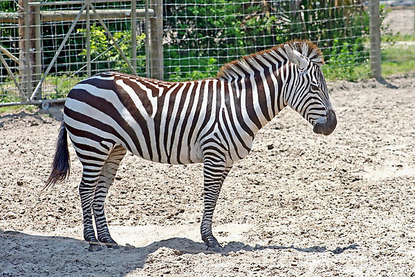 포토 JPG 해외이미지 동물 공원 야생동물 패턴 포유류 아프리카 자연 사람없음 울타리 머리 검은색 줄무늬 흰색 사파리 꼬리 먼지 얼룩말 동물상 해외202004 해외포토 공공시설 나라 컬러 무늬 신체부위 담장 조형물 말_동물 생태계 파일형식 이미지허브