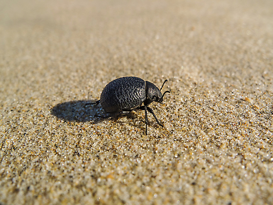 포토 JPG 해외이미지 동물 길 모래 바다 여행 곤충 백그라운드 자연 사람없음 야외 가로 여름 검은색 사막 흰색 벌레 딱정벌레 묘사 사하라 해외202004 해외포토 계절 컬러 아프리카 생태계 파일형식 이미지허브