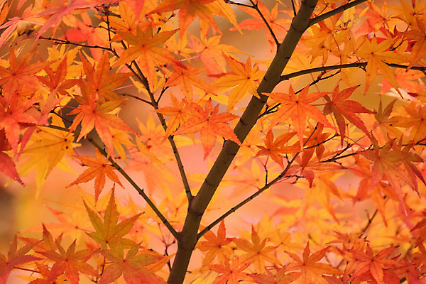 포토 JPG 해외이미지 나무 식물 계절 공원 아시아 여행 백그라운드 단풍 잎 오렌지 자연 하늘 풍경 사람없음 야외 가로 빨간색 빛 컬러풀 햇빛 노란색 환경 정원 일본 활발 가을 도쿄 숲 11월 내추럴 강렬 교토 해외202004 해외포토 공공시설 나라 컬러 컨셉 과일 태양 날짜 생태계 파일형식 이미지허브