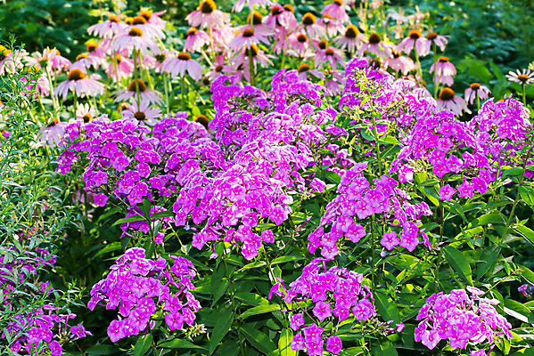 포토 JPG 해외이미지 식물 꽃 분홍색 잎 꽃무늬 패턴 자연 건강 사람없음 야외 여름 컬러풀 약 우주 정원 보라색 벚꽃 인사 허브 원예 화단 스파이크 라벤더 내추럴 멀티 해외202004 해외포토 계절 컬러 무늬 의학 취미 예절 생태계 파일형식 이미지허브