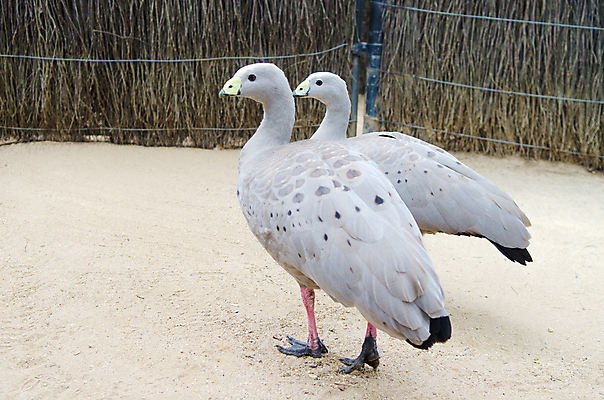 포토 JPG 해외이미지 동물 척추동물 야생동물 백그라운드 자연 조류 동물원 종류 사람없음 야외 옆모습 머리 회색 호주 망토 깃털 코 부리 거위 해외202004 해외포토 뷰포인트 컬러 신체부위 오세아니아 생태계 파일형식 이미지허브