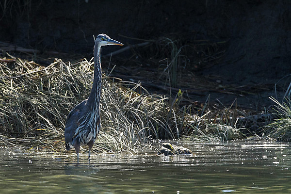포토 JPG 해외이미지 동물 야생동물 조류 사람없음 깃털 서식지 워싱턴 해외202004 해외포토 미국 파일형식 이미지허브