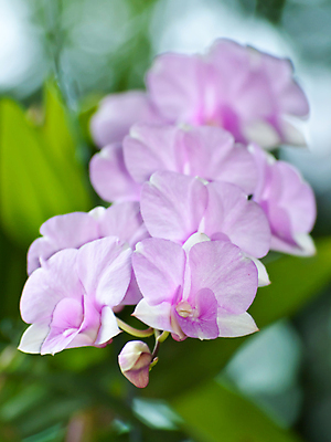 포토 JPG 해외이미지 식물 계절 공원 꽃잎 꽃 꽃다발 백그라운드 잎 꽃무늬 밭 농업 자연 벽지 추상 사람없음 장식 초록색 정원 봄 벚꽃 나뭇가지 개화 난초 고급 우아함 닫기 묘사 장면 이국적 해외202004 해외포토 나무 공공시설 산업 컬러 컨셉 무늬 모션 생태계 파일형식 이미지허브
