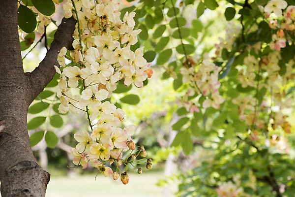 포토 JPG 해외이미지 나무 식물 꽃 분홍색 백그라운드 무지개 자연 사람없음 빨간색 초록색 여름 컬러풀 노란색 벚꽃 흰색 신선 개화 사과 심볼 하와이 샤워실 해외202004 해외포토 자연요소 계절 컬러 과일 미국 생태계 샤워시설 파일형식 이미지허브