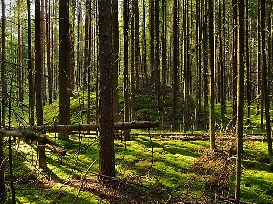포토 JPG 해외이미지 나무 날씨 휴식 그림자 이끼 풍경 사람없음 목재 세로 여름 태양 갈색 침묵 무덤 소나무 숲 허브 피라미드 통나무 전나무 원뿔 벨로루시 해외202004 해외포토 자연요소 도형 식물 건축물 계절 컬러 컨셉 재료 소리 랜드마크 파일형식 이미지허브