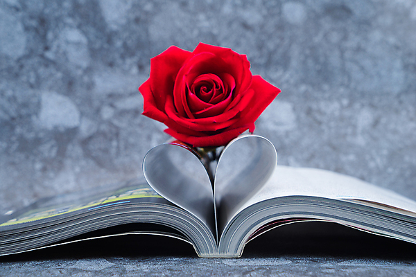 포토 JPG 해외이미지 모양 꽃잎 꽃 종이 꽃다발 결혼 백그라운드 꽃무늬 데이트 자연 결혼식 발렌타인데이 사랑 사람없음 장식 책 빨간색 장미 귀여움 성경 벚꽃 흰색 하트 마음 오픈 심볼 문학 페이지 화강암 해외202004 해외포토 식물 감정 컬러 컨셉 무늬 종교용품 데이이벤트 이벤트 암석 생태계 파일형식 이미지허브