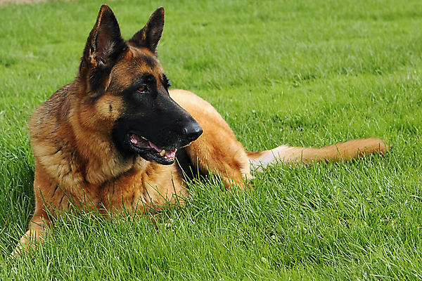 포토 JPG 해외이미지 동물 척추동물 1 응시 얼굴 백그라운드 포유류 휴식 경비 앉기 성인 사람없음 반려동물 갈색 머리카락 검은색 코트 흰색 수비 양치기 경찰 개 선탠 큼 슛 경호원 노려봄 송곳니 고립 기르기 동반자 복종 유래 충실 해외202004 해외포토 직업 시선 컬러 컨셉 모션 표정 안전 사람 신체부위 머리 외투 치아 보호 크기 돌봄 파일형식 이미지허브