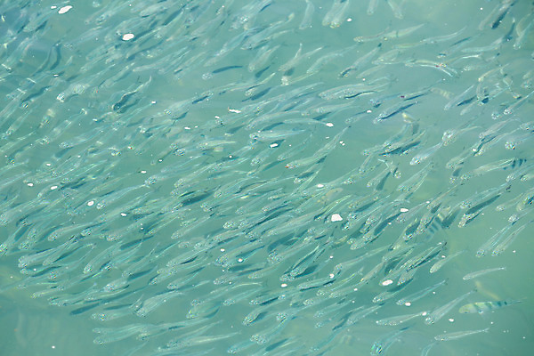 포토 JPG 해외이미지 동물 야생동물 바다 백그라운드 학교 자연 표면 어류 사람없음 야외 초록색 물 파란색 환경 거품 그룹 작음 내추럴 터키석 해외202004 해외포토 자연요소 교육 컬러 수중동물 크기 보석 생태계 파일형식 이미지허브