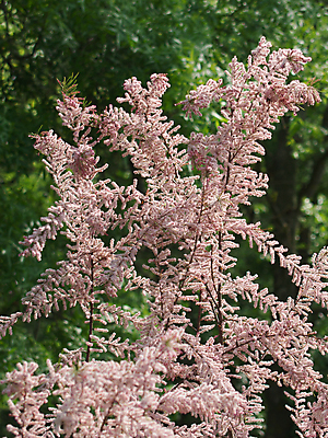 포토 JPG 해외이미지 나무 식물 공원 꽃 분홍색 백그라운드 자연 사람없음 빨간색 초록색 여름 파란색 정원 요리사 봄 벚꽃 개화 관목 묘사 원예 소금 삼나무 해외202004 해외포토 직업 계절 공공시설 컬러 취미 생태계 파일형식 이미지허브