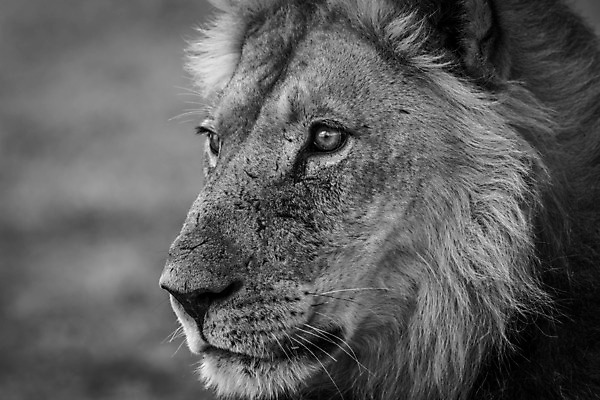 포토 JPG 해외이미지 동물 야생동물 여행 포유류 아프리카 자연 생물 털 동물원 사람없음 환경 고양이 힘 분노 황무지 위험 사자 큼 왕 모피 사파리 리더 육식동물 사냥꾼 멸종 사자자리 표범 내추럴 사바나 웅장함 해외202004 해외포토 직업 감정 나라 컨셉 반려동물 별자리 크기 생태계 파일형식 이미지허브