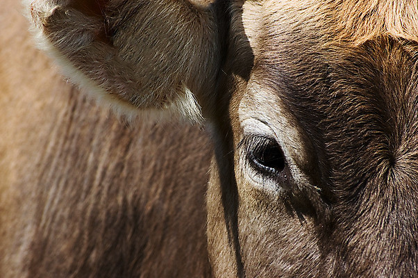 포토 JPG 해외이미지 동물 1 응시 얼굴 농업 생물 사람없음 가로 농장 갈색 머리 가축 우유 시골 소 닫기 묘사 싱글 귀 관심 밭일 해외202004 해외포토 시선 산업 컬러 포유류 모션 유제품 신체부위 파일형식 이미지허브