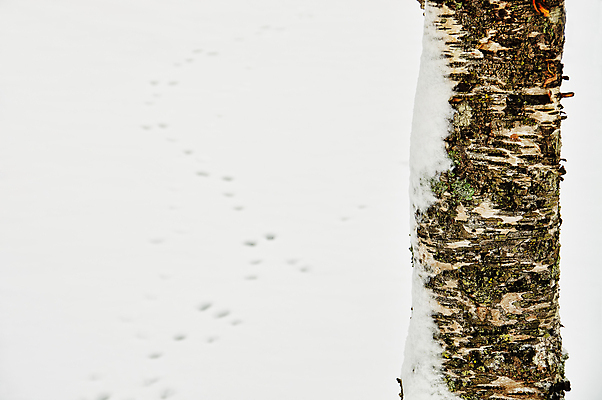 포토 JPG 해외이미지 동물 야생동물 백그라운드 겨울 프레임 사람없음 야외 목재 추위 흰색 숲 질감 서리 트랙 자작나무 선로 해외202004 해외포토 나무 계절 컬러 재료 파일형식 이미지허브