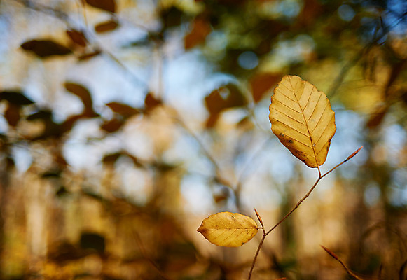 포토 JPG 해외이미지 나무 잎 사람없음 가을 숲 묘사 보케 해외202004 해외포토 식물 계절 파일형식 이미지허브