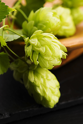 포토 JPG 해외이미지 검은배경 실내 사람없음 아웃포커스 나무접시 해외202004 홉 해외포토 식물 접시 백그라운드 촬영기법 내부 검은색 파일형식 이미지허브