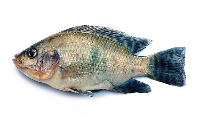 포토 JPG 해외이미지 동물 음식 바다 백그라운드 다이어트 재료 낚시 건강 육류 어류 요리 사람없음 빨간색 물 강 머리 견본 주방 수중 식사 흰색 죽음 신선 은색 지중해 먹기 해산물 피부 꼬리 날것 영양 어장 내추럴 고립 단백질 민물 송어 오메가 많음 해외202004 해외포토 자연요소 컬러 컨셉 식재료 모션 레저 신체부위 수중동물 영양소 파일형식 이미지허브