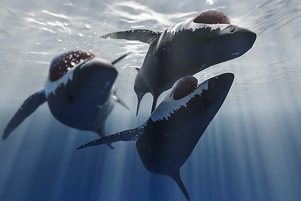 포토 JPG 해외이미지 동물 야생동물 바다 일러스트 자연 생물 종류 어류 사람없음 물 파란색 3D 수중 수영 흰색 입 치아 위험 큼 공격 다이빙 만들기 육식동물 지느러미 상어 고립 소금물 해외202004 해외포토 자연요소 컬러 컨셉 모션 신체부위 수중동물 수상스포츠 소화기관 크기 디지털합성 생태계 수중스포츠 파일형식 이미지허브