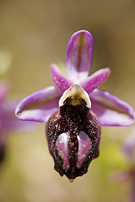 포토 JPG 해외이미지 식물 계절 꽃잎 꽃 줄기 분홍색 나비 꽃무늬 자연 주택 실내 사람없음 장식 세로 노란색 우주 정원 봄 공백 벚꽃 흰색 투명 난초 우아함 냄비 플라스틱 순수 원예 엽서 나방 내추럴 이국적 미니멀리스트 미니멀 해외202004 해외포토 컬러 곤충 컨셉 무늬 재질 취미 내부 건물 솥 편지 생태계 파일형식 이미지허브