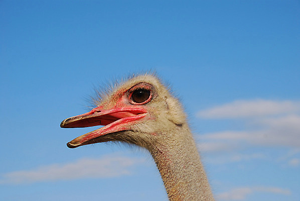 포토 JPG 해외이미지 동물 응시 감정 얼굴 야생동물 아프리카 자연 조류 하늘 동물원 사람 사람없음 머리 활발 유머 큼 눈동자 깃털 코 부리 목 타조 남쪽 노려봄 반항 수유 해외202004 해외포토 시선 나라 컨셉 모션 표정 신체부위 눈_신체부위 크기 방향 생태계 파일형식 이미지허브